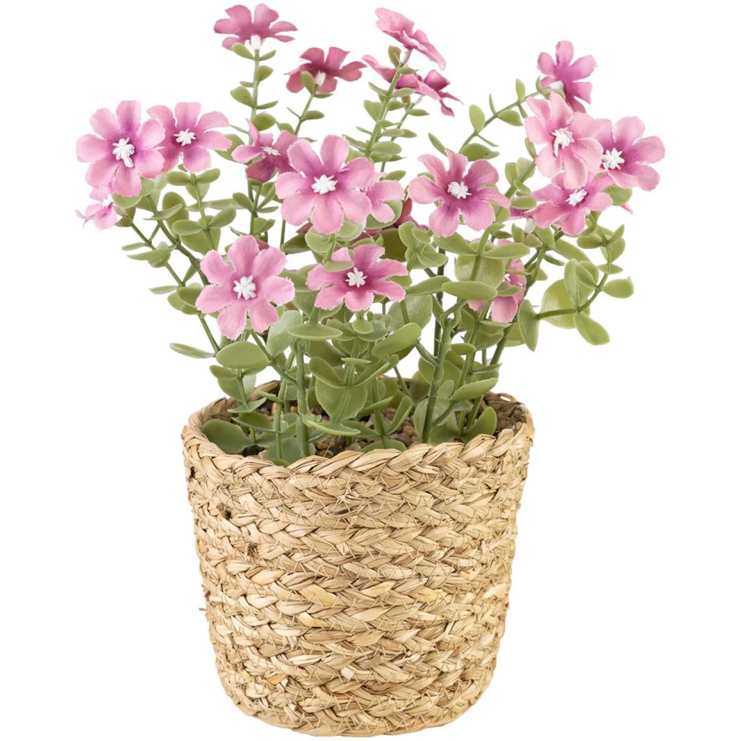 Blomster i potte Sweeet