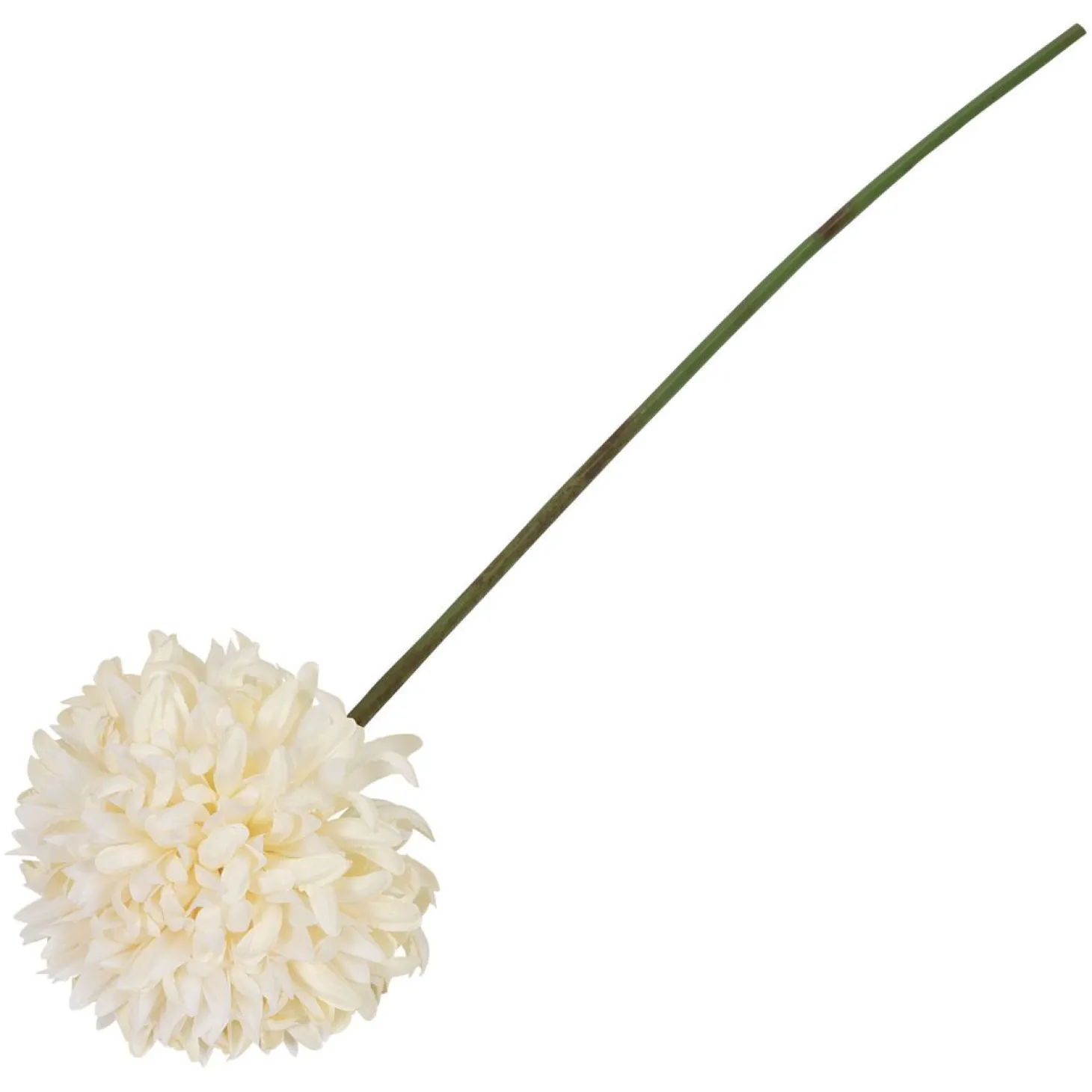 Krysantemum blomst