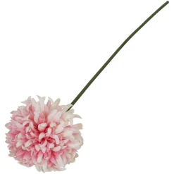 Krysantemum blomst