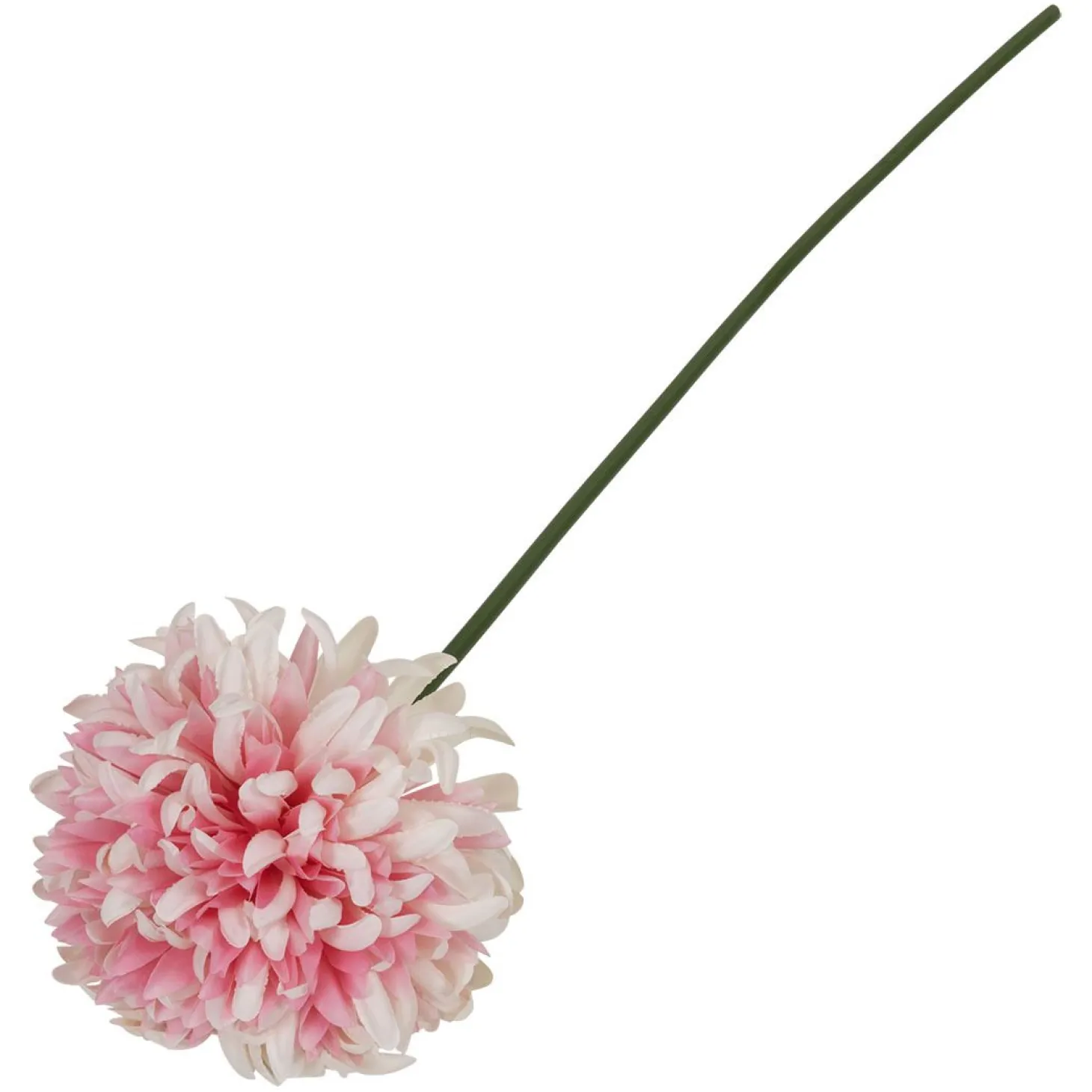 Krysantemum blomst