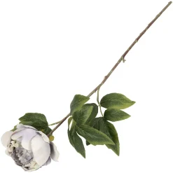 Peon blomst