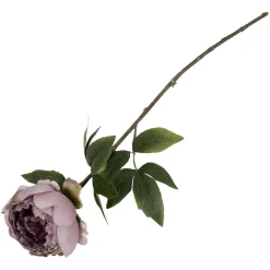 Peon blomst