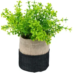 Plante i potte Goya