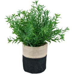Plante i potte Kaia