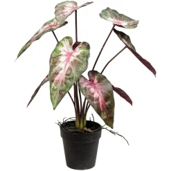Plante rød Angel 37cm
